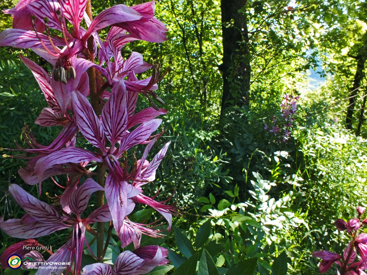 06 Salendo nel bosco primo incontro con la 'Frassinella'.JPG